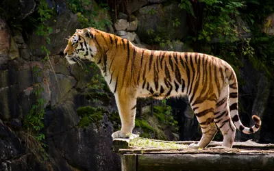 Tiger Standing Alert Wooden Animals Wallpaper 4K 2880x1800 Hd, Wallpaper, Of, A, Tiger, Standing, Alert, On, Wooden, Platform, Dark, Rocky, Black, Brown, Ultrawide, QHD