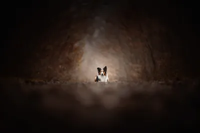 Animal Border Collie Animals Wallpaper 4K 2048x1365 Animal, Border, Collie, Hd, Desktop, Wallpaper, Background, Gray, Ultrawide, Full HD