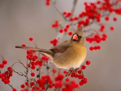 Cardinal Perched Branch Vibrant Cars Wallpaper 4K 1600x1200 Hd, Desktop, Wallpaper, Featuring, A, Cardinal, Perched, On, Branch, Vibrant, Red, Berries, Gray, Landscape