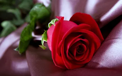 Calm Vibrant Wallpaper Nature Wallpaper 4K 3840x2400 Hd, Desktop, Wallpaper, Of, A, Vibrant, Red, Rose, Lying, Satin, Surface, Capturing, Brown, Gray, White, Ultrawide, 4k