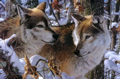 Sleek Two Wallpaper Nature Wallpaper 4K 2715x1801 Two, Wolves, Stand, Together, In, A, Snowy, Forest, Surrounded, Trees, Autumn, Leaves, Gray, Ultrawide, QHD
