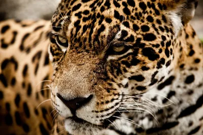 Animal Jaguar Animals Animals Wallpaper 4K 2048x1365 Animal, Jaguar, Hd, Desktop, Wallpaper, Background, Image, Brown, Gray, Black, Ultrawide, Full HD