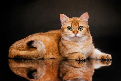 Ginger Cat Lying Black Animals Wallpaper 4K 3200x2133 Ginger, Cat, Lying, On, A, Black, Reflective, Surface, Clear, Mirror, Reflection, High-resolution, Brown, Orange, Ultrawide, QHD