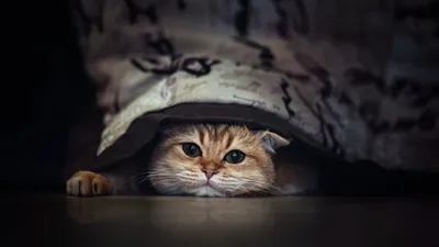 Stare Animal Cat Animals Wallpaper 4K 3840x2160 Stare, Animal, Cat, Hd, Desktop, Wallpaper, Background, Gray, Ultrawide, 4k
