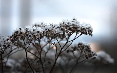 Frost Covered Buds Wallpaper 4K, Nature category