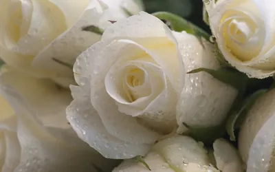 Close Pristine White Roses Wallpaper 4K, Nature category