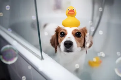 Bath Bubble Animal Animals Wallpaper 4K 2048x1366 Bath, Bubble, Animal, *dog, Hd, Desktop, Wallpaper, Gray, White, Landscape, Full HD