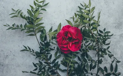 Vibrant Red Rose Amid Leafy Nature Wallpaper 4K 2560x1600 Vibrant, Red, Rose, Amid, Leafy, Green, Stems, On, Textured, Gray, Backdrop, Quad, White, Ultrawide, QHD