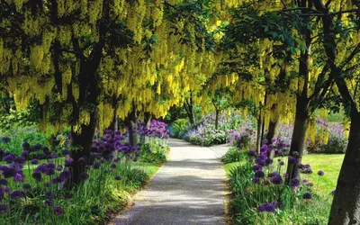 Man Garden Lined Vibrant Nature Wallpaper 4K 1680x1050 Hd, Desktop, Wallpaper, Showcasing, A, Man-made, Garden, Path, Lined, Vibrant, Yellow, Flowering, Brown, White, Ultrawide