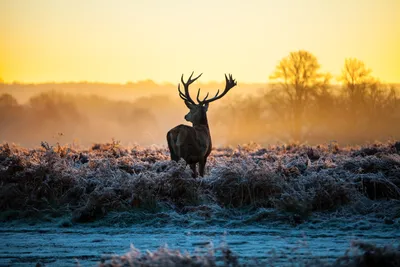 Serene Majestic Wallpaper Nature Wallpaper 4K 5616x3744 Hd, Desktop, Wallpaper, Featuring, A, Majestic, Elk, Standing, Frosty, Field, Sunrise, Serene, White, Landscape, 4k