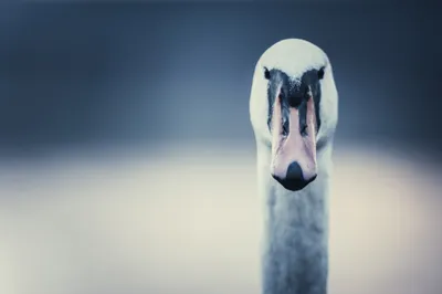 Close Portrait Mute Swan Bird Animals Wallpaper 4K 2048x1365 Hd, Pc, Desktop, Wallpaper, Close-up, Portrait, Of, A, Mute, Swan, Bird, Animal, White, Ultrawide, Full HD