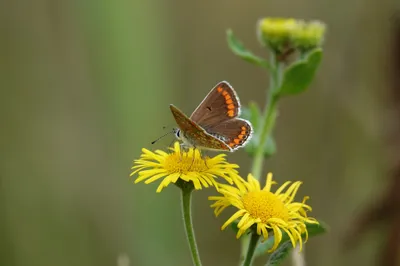 Flower Macro Insect Animal Butterfly Animals Wallpaper 4K 2048x1365 Flower, Macro, Insect, Animal, Butterfly, Hd, Desktop, Wallpaper, Brown, Gray, Ultrawide, Full HD