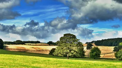 Scenic Nature Quad Nature Wallpaper 4K 2560x1440 Scenic, Nature, 2k, Quad, Hd, Pc, Desktop, Wallpaper, Lone, Oak, Green, Slope, Pink, Ultrawide, QHD