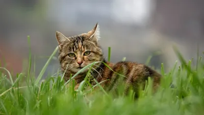 Moody Tabby Wallpaper Animals Wallpaper 4K 4607x2603 Tabby, Cat, Animal, Staring, From, Tall, Grass, Ultra, Desktop, Gray, Ultrawide, 4k