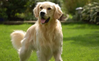 Golden Retriever Standing Abstract Wallpaper 4K 1920x1200 Hd, Wallpaper, Featuring, A, Golden, Retriever, Standing, On, Lush, Green, Lawn, Backdrop, Brown, Gray, White, Ultrawide, Full HD