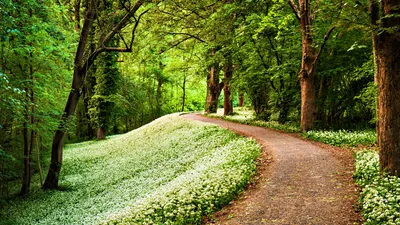 Forested Lined Flowering Trees Carpet Nature Wallpaper 4K 1920x1080 Hd, Desktop, Wallpaper, Of, A, Forested, Path, Lined, Flowering, Trees, Carpet, White, Gray, Ultrawide, Full HD