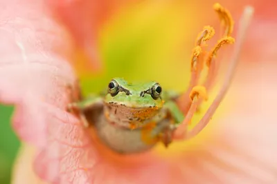 Amphibian Flower Animal Frog Animals Wallpaper 4K 6000x4000 Amphibian, Flower, Animal, Frog, Hd, Desktop, Wallpaper, Purple, Gray, Landscape, 4k