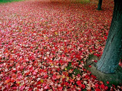 Tree Trunk Surrounded Dense Nature Wallpaper 4K 2048x1536 Hd, Desktop, Wallpaper, Featuring, A, Tree, Trunk, Surrounded, Dense, Carpet, Vibrant, Red, Pink, Gray, Landscape, Full HD