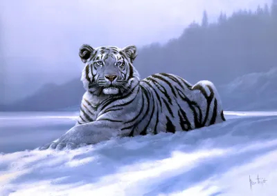 Serene Majestic Wallpaper Nature Wallpaper 4K 2009x1430 Hd, Desktop, Wallpaper, Featuring, A, Majestic, White, Tiger, Resting, Snowy, Landscape, Misty, Full HD
