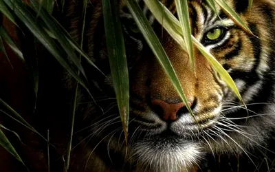 Tiger Peering Lush Animals Wallpaper 4K 1920x1200 Hd, Desktop, Wallpaper, And, Background, Showing, A, Tiger, Peering, Through, Lush, Green, Brown, Gray, Ultrawide, Full HD