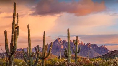 Towering Saguaro Cacti Vibrant Nature Wallpaper 4K 3840x2160 4k, Ultra, Hd, Desktop, Wallpaper, Featuring, Towering, Saguaro, Cacti, Against, Vibrant, Desert, Gray, Purple, Pink, Ultrawide