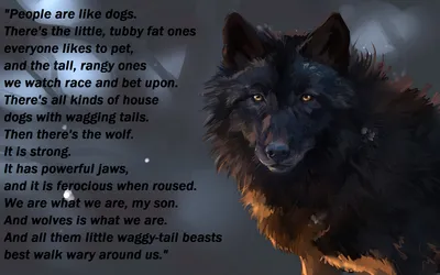 Dreamy Majestic Wallpaper Animals Wallpaper 4K 1920x1200 A, Striking, Hd, Wallpaper, Featuring, Majestic, Wolf, Accompanied, Contemplative, Quote, About, Nature, Gray, Ultrawide, Full HD