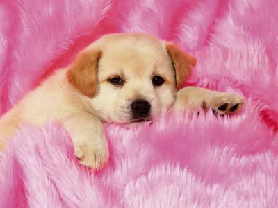 Moody Cute Wallpaper Animals Wallpaper 4K 1600x1200 A, Cute, Puppy, Relaxes, On, Soft, Pink, Blanket, Capturing, Essence, Coziness, Desktop, Landscape