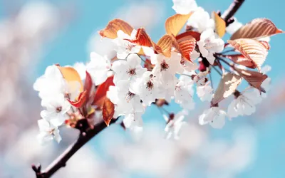 Vivid Nature Wallpaper Nature Wallpaper 4K 2560x1600 Hd, Desktop, Wallpaper, Of, A, Nature, Scene, Featuring, White, Blossoms, Reddish-brown, Leaves, Ultrawide, QHD