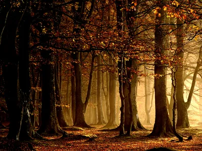 Vivid Definition Wallpaper Nature Wallpaper 4K 1600x1200 A, High-definition, Desktop, Wallpaper, Featuring, Serene, Forest, Scene, Fall, Sunlight, Filtering, Through, Orange, Brown, Landscape