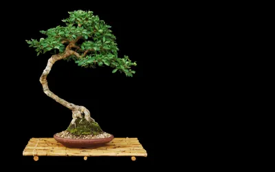 Detailed Bonsai Tree Lush Green Nature Wallpaper 4K 2560x1600 Hd, Pc, Desktop, Wallpaper, Featuring, A, Detailed, Bonsai, Tree, Lush, Green, Leaves, Orange, Pink, Gray, Ultrawide, QHD