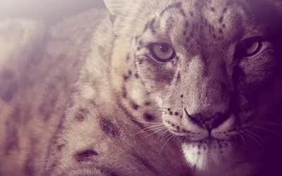 Vivid Close Wallpaper Nature Wallpaper 4K 1920x1200 Close-up, Of, A, Snow, Leopard, Showcasing, Its, Striking, Features, Unique, Fur, Patterns, Gray, Ultrawide, Full HD