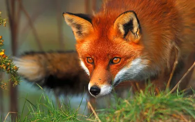 Close Fox Vibrant Reddish Animals Wallpaper 4K 1920x1200 Hd, Desktop, Wallpaper, Featuring, A, Close-up, Of, Fox, Vibrant, Reddish, Fur, Alert, Brown, Ultrawide, Full HD