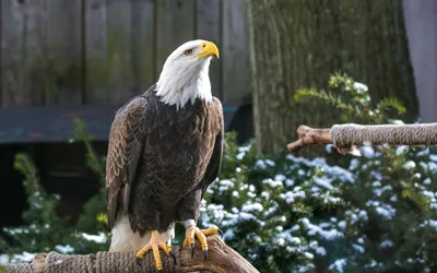 Bold Majestic Wallpaper Nature Wallpaper 4K 2560x1600 Hd, Pc, Desktop, Wallpaper, Featuring, A, Majestic, Bald, Eagle, Perched, Branch, Snowy, White, Ultrawide, QHD