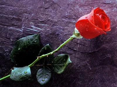 Vibrant Red Rose Water Abstract Wallpaper 4K 1600x1200 A, Vibrant, Red, Rose, With, Water, Droplets, Rests, Textured, Surface, Showcasing, Natural, Brown, Gray, Landscape