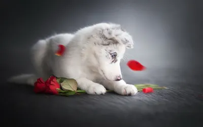 Calm Puppy Wallpaper Animals Wallpaper 4K 1920x1200 Puppy, Baby, Animal, Dog, Border, Collie, Hd, Desktop, Gray, Ultrawide, Full HD
