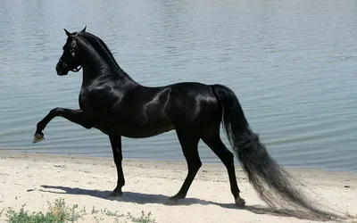 Majestic Black Horse Flowing Mane Animals Wallpaper 4K 1920x1200 Hd, Desktop, Wallpaper, Featuring, A, Majestic, Black, Horse, Flowing, Mane, Tail, Proudly, Gray, Ultrawide, Full HD