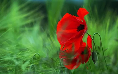 Vibrant Red Poppy Lush Nature Wallpaper 4K 2560x1600 Hd, Wallpaper, Of, A, Vibrant, Red, Poppy, In, Lush, Green, Field, Demonstrating, Brown, Ultrawide, QHD