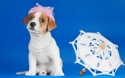 Dreamy Stylish Wallpaper Animals Wallpaper 4K 2560x1600 A, Stylish, Dog, Wearing, Pink, Hat, And, Pearl, Necklace, Sits, Beside, White, Red, Ultrawide, QHD