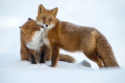 Two Foxes Snowy Winter Nature Wallpaper 4K 1920x1281 Hd, Desktop, Wallpaper, Of, Two, Foxes, In, A, Snowy, Winter, Landscape, One, White, Full HD