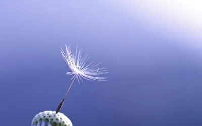 Dark Nature Wallpaper Nature Wallpaper 4K 2560x1600 Nature, Dandelion, Hd, Desktop, Wallpaper, Background, Image, Gray, Ultrawide, QHD