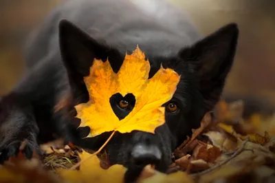 Vivid Cute Wallpaper Animals Wallpaper 4K 2048x1367 Cute, Fall, Heart, Leaf, Animal, Dog, Hd, Desktop, Yellow, Gray, Landscape, Full HD