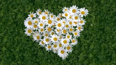 Daisy Heart Abstract Abstract Wallpaper 4K 1920x1080 Daisy, Heart, White, Ultrawide, Full HD