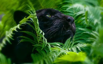 Dark Black Wallpaper Black/Dark Wallpaper 4K 1920x1200 Hd, Desktop, Wallpaper, Featuring, A, Black, Panther, Partially, Hidden, Among, Lush, Green, Yellow, Brown, Ultrawide, Full HD