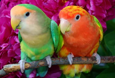 Vibrant Two Wallpaper Animals Wallpaper 4K 2048x1401 Hd, Desktop, Wallpaper, Featuring, Two, Vibrant, Lovebirds, Perched, Branch, Rich, Pink, Floral, Red, Gray, Landscape, Full HD