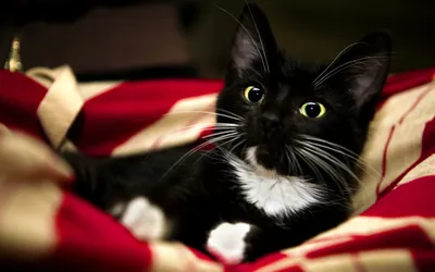 Black White Cat Large Animals Wallpaper 4K 2560x1600 Hd, Desktop, Wallpaper, Featuring, A, Black, And, White, Cat, Large, Green, Eyes, Brown, Red, Ultrawide, QHD