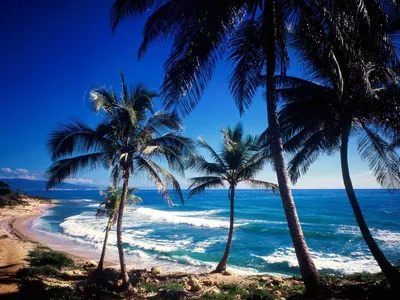 Misty Serene Wallpaper Nature Wallpaper 4K 1600x1200 A, Serene, Beach, Scene, Featuring, Lush, Palm, Trees, Gentle, Ocean, Waves, Under, Red, Landscape