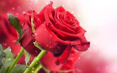 Vibrant Red Rose Nature Wallpaper 4K 1680x1050 Hd, Desktop, Wallpaper, Of, A, Vibrant, Red, Rose, Full, Bloom, Set, Against, White, Ultrawide