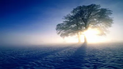 Serene Winter Lone Tree Nature Wallpaper 4K 3840x2160 Hd, Desktop, Wallpaper, Of, A, Serene, Winter, Scene, Featuring, Lone, Tree, Under, White, Ultrawide, 4k