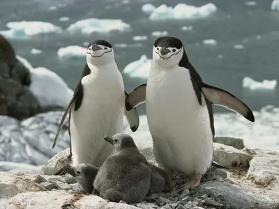 Bright Group Wallpaper Abstract Wallpaper 4K 1680x1260 Hd, Desktop, Wallpaper, Showing, A, Group, Of, Chinstrap, Penguins, Standing, Rocky, Terrain, Gray, Landscape