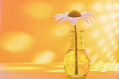 Chamomile Vase Man Flower Nature Wallpaper 4K 2560x1696 Chamomile, Vase, Man, Made, Flower, Hd, Desktop, Wallpaper, Orange, Purple, Ultrawide, QHD